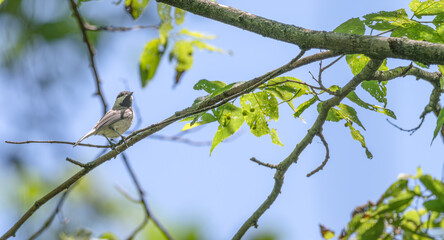 Carolina chickadee perched on a tree branch.