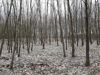 Wald entlang des Wandlitzsees in Wandlitz, Brandenburg