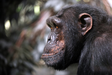 chimpanzee (Pan troglodytes) in natural habitat