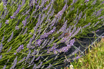 Lawenda w słoneczny dzień  © MR. Stanek