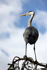 Grey heron bird in natural habitat