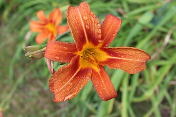 orange tiger lily