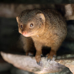 Mongoose (Helogale parvula) close up view