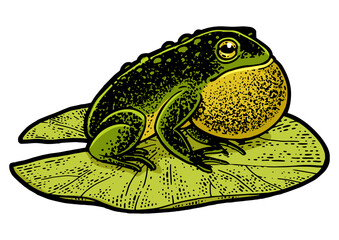 Puffy inflated toad frog on a water lily leaf color sketch engraving PNG illustration. T-shirt apparel print design. Scratch board imitation. Black and white hand drawn image.