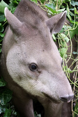 South American tapir (Tapirus terrestris), also commonly called the Brazilian tapir