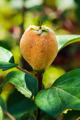 Unripe quince fruit on a tree branch. Natural growing fruit close up