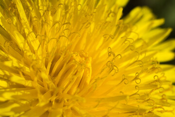 flower of dandelion (taraxacum officinale)