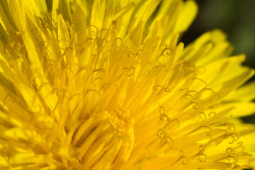 flower of dandelion (taraxacum officinale)