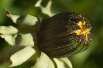 dandelion flower bud