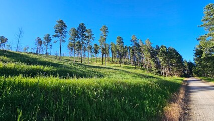 landscape with trees