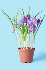 Pot with beautiful lilac crocus flowers on blue background