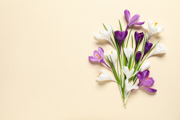 Beautiful crocus flowers on beige background