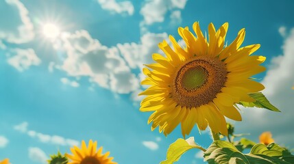 Obraz premium A field of sunflowers, reaching for the sun. A symbol of hope, beauty, and happiness.