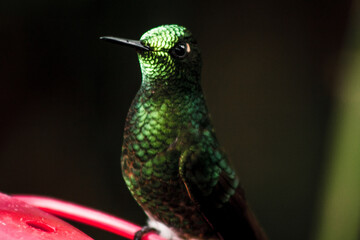 Emerald Green Hummingbird at Buenaventura Reserve