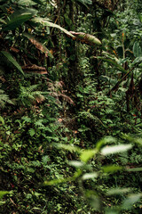 Lush Jungle Floor in Ecuadorian Rainforest