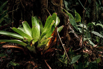 Bromeliad in Ecuadorian Rainforest