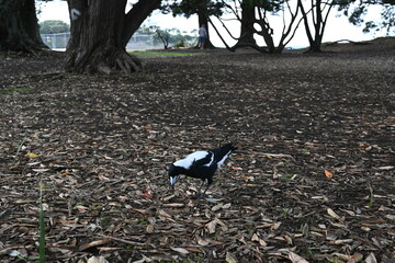 Mappie walking on the grass near the beach