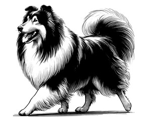 Hand drawn Cute Rough Collie dog in full-body, vector sketch isolated on white background.	