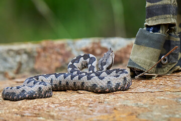 Nose-Horned Viper male in natural habitat (Vipera ammodytes)