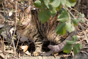 A street cat hiding in the bushes