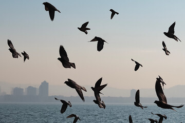 A flock of pigeons flying over water with a foggy city skyline in the background, creating a serene...