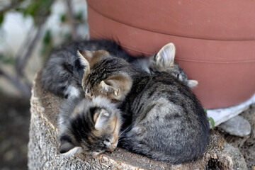 Three tiny kittens sleeping snugly together, creating an adorable and cozy scene.


