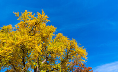 Seasonal leaves on tree. Natural autumn or fall season. Autumn forest nature. Nature in forest. Fall outdoor. Autumn tree on sky. Nature in fall season. Autumnal season in the park. Forest trails