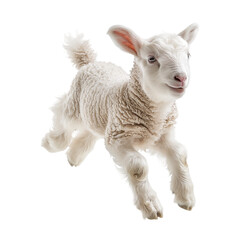 Fototapeta premium Baby lamb leaping joyfully. Baby sheep isolated on transparent png background.