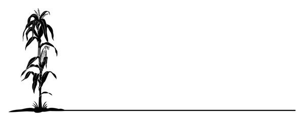 corn plant vector  © Is