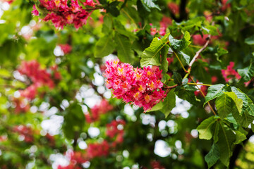 Tree with Lush Pink Blossoms in Full Bloom