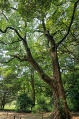 都心散歩　真夏の浜離宮恩賜庭園