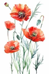 Obraz premium A beautiful watercolor painting of vibrant red poppies with delicate green stems and leaves on a white background, showcasing the elegance and simplicity of floral art