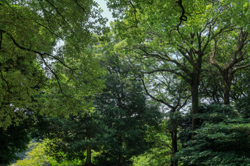都心散歩　真夏の浜離宮恩賜庭園