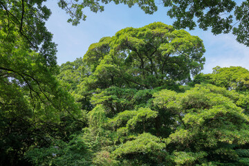 都心散歩　真夏の浜離宮恩賜庭園