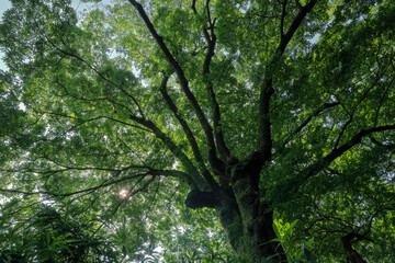 Obraz premium 都心散歩 真夏の浜離宮恩賜庭園