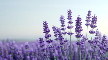 Fototapeta premium Abstract background of colorful nature scenes featuring vibrant floral patterns of lavender fields where the purple blooms stretch out creating a vast and aromatic landscape Illustration, Image, ,