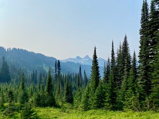 forest in the mountains