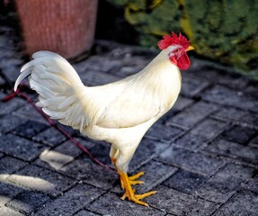 A white rooster with a red comb and wattles. It stands on a cobblestone surface. The rooster's feathers are clean and well-defined, and it looks alert.