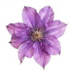 Purple Clematis Isolated on White Background. Beautiful Clematis Flower