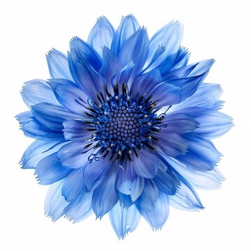 recommend clip art: Blue Cornflower Isolated on White Background.