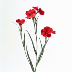 Red Dianthus Isolated on White Background. Beautiful Dianthus Flower