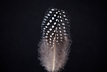 Spotted Black and White Feather