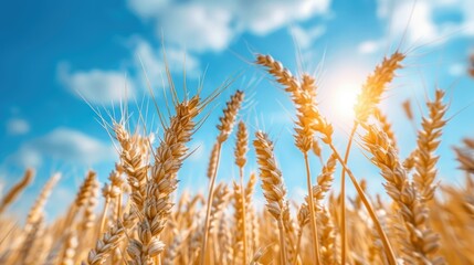Fototapeta premium Golden Wheat Field Under Sunny Sky