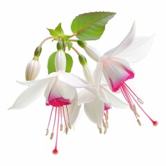 White Fuchsia Isolated on White Background. Beautiful Fuchsia Flower