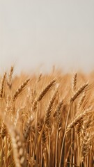 Fototapeta premium field of wheat