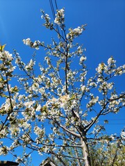blooming tree