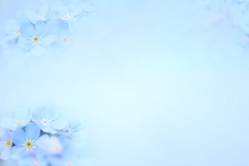 Beautiful forget-me-not flowers on light blue background, space for text