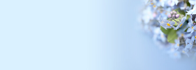 Beautiful forget-me-not flowers on light blue background, space for text. Banner design