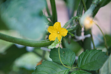 風に揺れるきゅうりの花