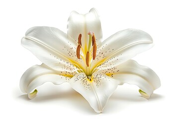 White Lily Isolated on White Background. Beautiful Lily Flower